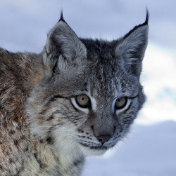 jaws-and-claws: Eurasian lynx by pe_ha45 on Flickr. 