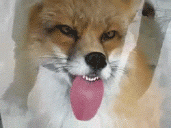 heatherm00ch:  jordanorsomething:  punkrawkanarkay:  Foxes are weird. They’re like dogcats.  dogcats  STOP 