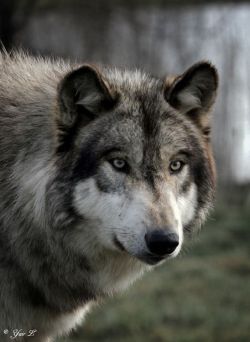 Majestic  llbwwb  wolf concentration by ~Yair-Leibovich .