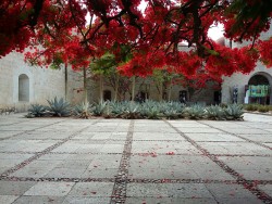 aisachac:  Templo Santo Domingo de Guzmán  Oax, Mx. 