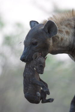 earthandanimals:  Mother and week-old Hyena in the Savuti region