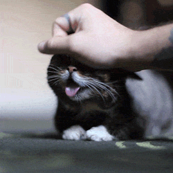 awwww-cute:  I have never seen a cat enjoy being petted more