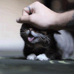 awwww-cute:  Bliss (Source: http://ift.tt/2tvggzN)  Good Bub.