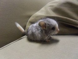 babyanimalgifs:  Baby Chinchilla