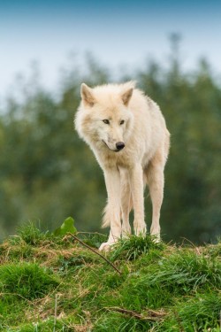 thatwanderinglonewolf:  Arctic Wolf by Patrick Walker 