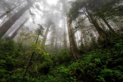 exploreelsewhere:Californias Del Norte Redwoods in the Fog [OC][2000x1333]