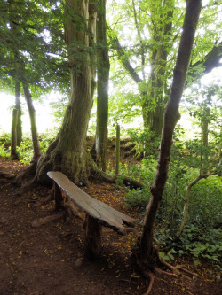 lori-rocks:  Wooden Bench, Puzzlewood, Forest of Dean, Gloucestershire