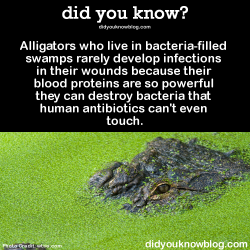 did-you-kno:  Alligators who live in bacteria-filled swamps rarely