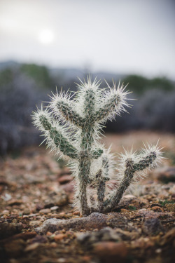 rhiannahoward:  Happy lil Cactus… Kinda looks like he wants