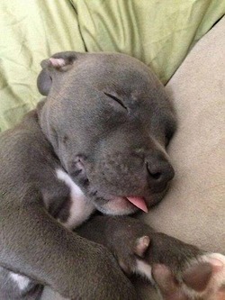 blondesquats:  puppies-and-dogs-oh-my:  I actually love pitbulls