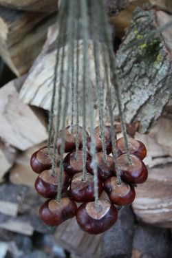 stephenearp:  Nothing says October like conkers. October 14 