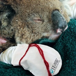 mothernaturenetwork:  You can help injured koalas by sewing mittens