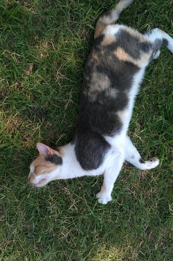 pinkman-esque:  miss kitty likes to flop around in the grass