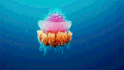 al-grave:  Crown Jellyfish 