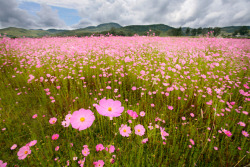 Field of cosmos in Michoacan, Mexico.