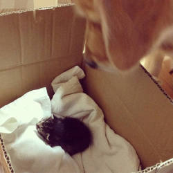 lovemeowblog:  Rescue Kitten Finds Golden Retriever Who Becomes