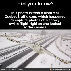 did-you-kno:  This photo is from a Montreal, Quebec traffic cam,