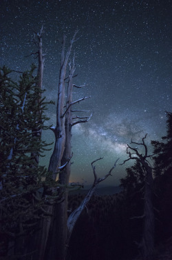 phantastrophe:  Ancient Bristlecone Pine Forest, California |