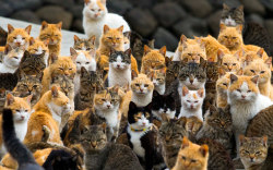 allcreatures:Cats crowd the harbour on Aoshima Island in the