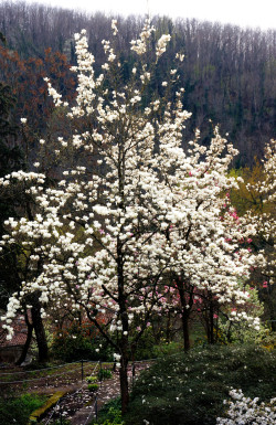 90377:  Giardino Viatori, Gorizia by Erin Johnson   