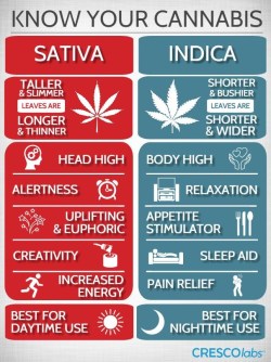 fullofthc:  Know your cannabis