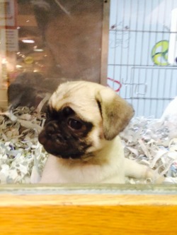 rats-oncrackattack:  I found a baby pug at the pet store, she