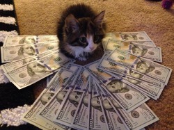 cashcats:  stuntin like my daddy 