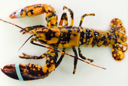 lophiusdragon:  sixpenceee:  The Calico Lobster are covered