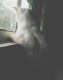 kathyisweird:  Every morning he sits up and watches outside for