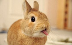 bunnyfood:   