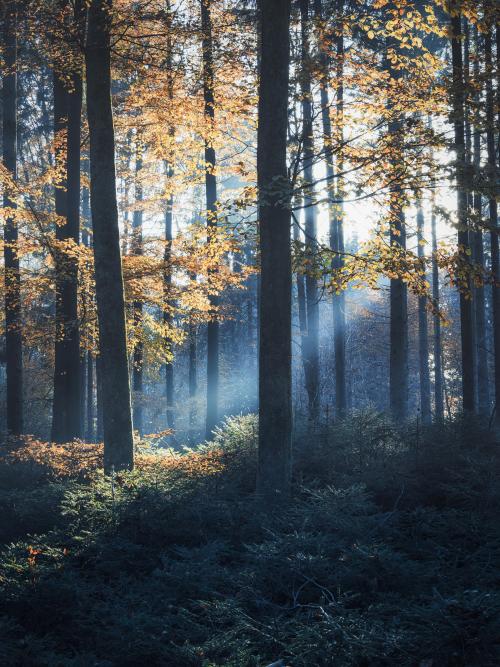 oneshotolive:  Misty vibes in a woodland in southern Germany