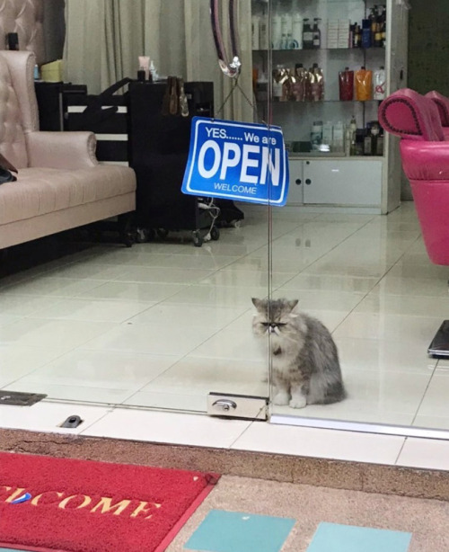 Catasters