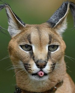 daily-blep:  Caracal Blep