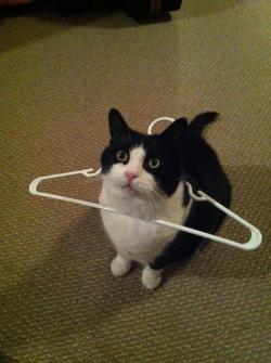 unimpressedcats:  what’s up kitty? jus’ hangin’ 