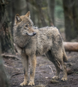 llbwwb:  (via 500px / Grey Wolf by Alex Trowski)