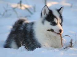 bambi-belle:  cute-baby-animals:  This is a Canadian Eskimo puppy.