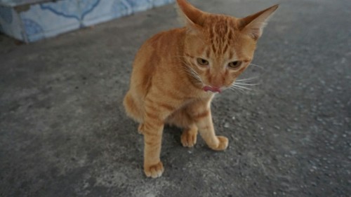 Cats at Koh Kret