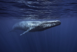 oceans-seas:  WHALE SONG COULD REVEAL TRUE IMPACT OF SLAUGHTERhttp://uk.whales.org/news/2015/01/whale-song-could-reveal-true-impact-of-slaughter