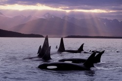 harry-mark:  alaskan-orca:  Beautiful photo of AG pod in Southeast