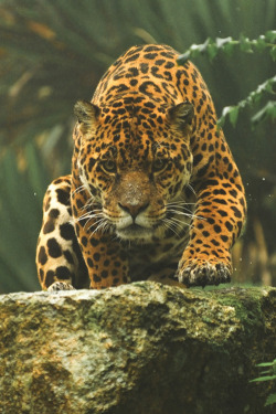 motivationsforlife:  Jaguar by Anne-Marie Kalus // Edited by