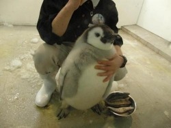 awwww-cute:  Cute Chubby Penguin