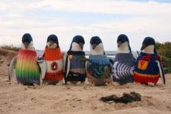 awwww-cute:  Rehabilitating penguins wearing sweaters 