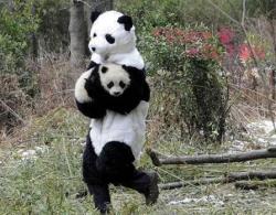 hectorsalamanca:  Panda researchers in China wear panda costumes