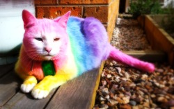 brienneoftarth:  My cat fell into a rainbow. In case anyone is