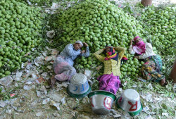 fotojournalismus:  Workers rest after unloading mangoes at the