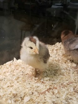 the-gay-u-cant-catch:  A baby chick I got recentlyðŸ˜ she