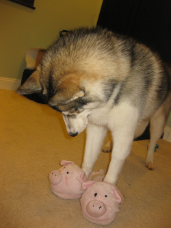 wolf-and-kitten:  awwww-cute:  I was bored so I put slippers