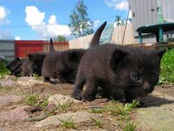 awwww-cute:  Little troopers  ohhh they’re up to something