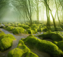 itsalwayssunnyineverbloom:The Moss Swamp, Romania