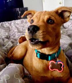 psychitup-smokeitdown:  Omg it’s Scooby!